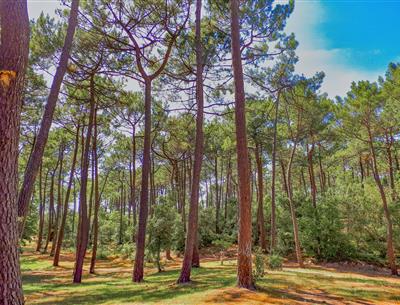 Bos van het Pays de Saint-Jean-de-Monts in de Vendée vlakbij de 3-sterren camping Les Sirènes