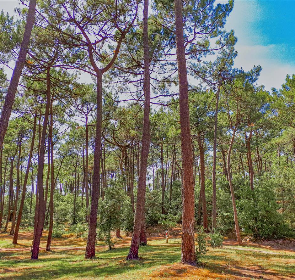 Bos van het Pays de Saint-Jean-de-Monts in de Vendée vlakbij de 3-sterren camping Les Sirènes 