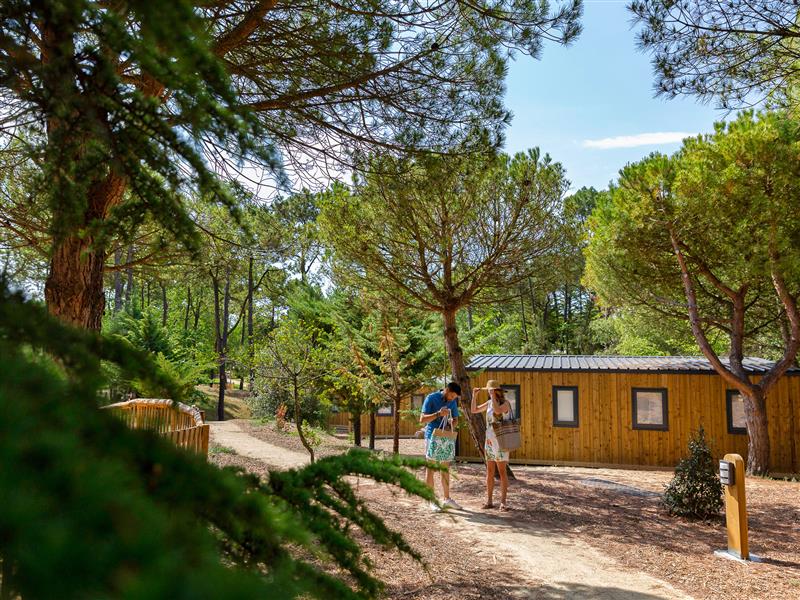 Natuur en dennenbossen op de 3-sterrencamping Les Sirènes in Saint-Jean-de-Monts - CAMPING**** Les Sirènes