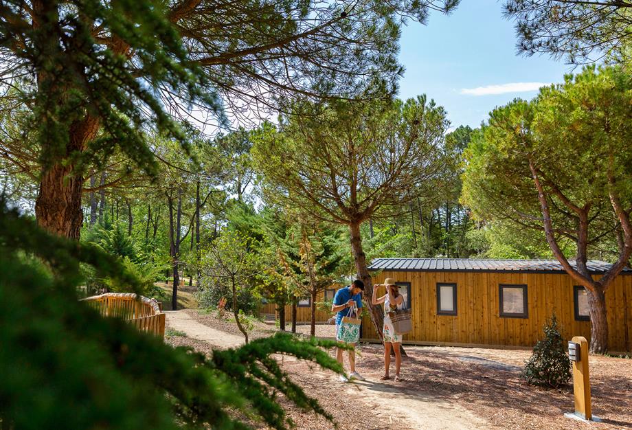 Natuur en dennenbossen op de 3-sterrencamping Les Sirènes in Saint-Jean-de-Monts - CAMPING**** Les Sirènes