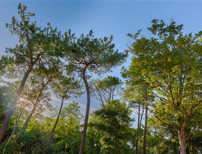 Bos van het Pays de Saint-Jean-de-Monts in de Vendée vlakbij de 3-sterren camping Les Sirènes