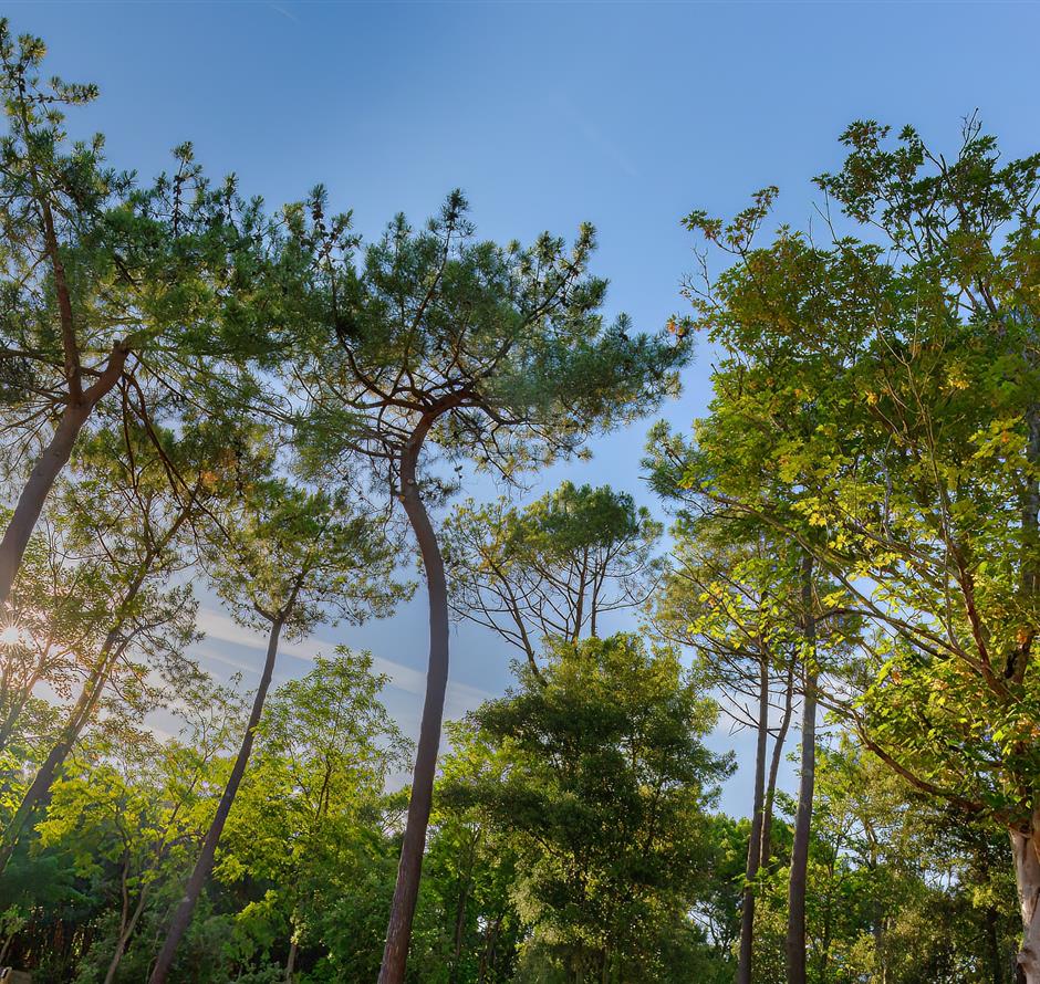 Bos van het Pays de Saint-Jean-de-Monts in de Vendée vlakbij de 3-sterren camping Les Sirènes 