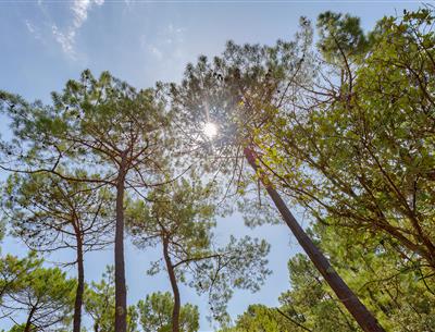 Bos van het Pays de Saint-Jean-de-Monts in de Vendée vlakbij de 3-sterren camping Les Sirènes