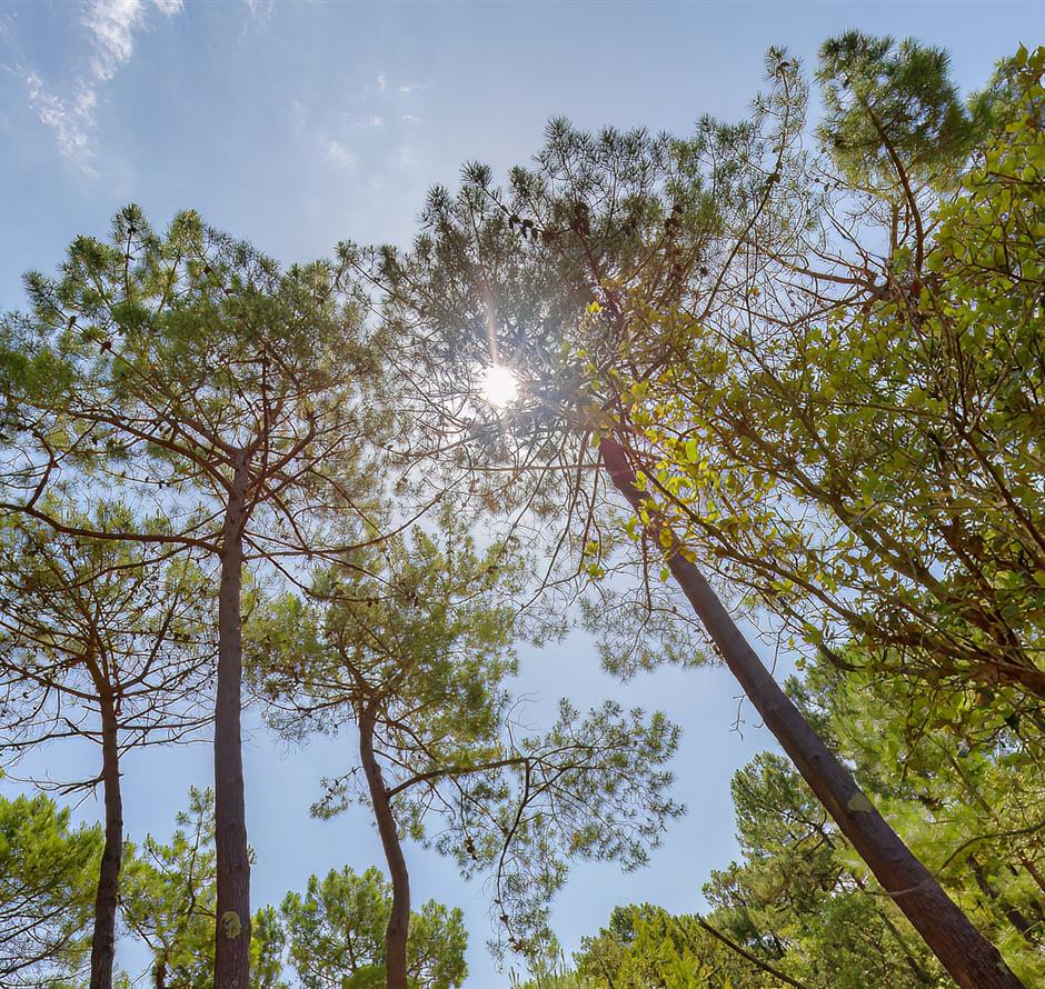 Bos van het Pays de Saint-Jean-de-Monts in de Vendée vlakbij de 3-sterren camping Les Sirènes 