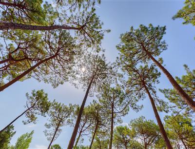 Bos van het Pays de Saint-Jean-de-Monts in de Vendée vlakbij de 3-sterren camping Les Sirènes