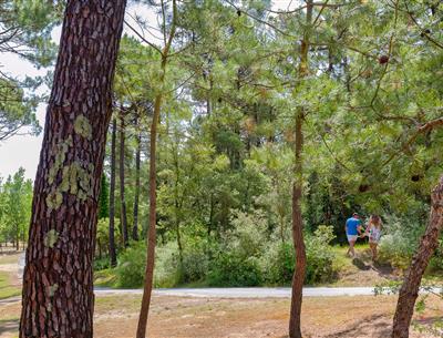 Bos van het Pays de Saint-Jean-de-Monts in de Vendée vlakbij de 3-sterren camping Les Sirènes