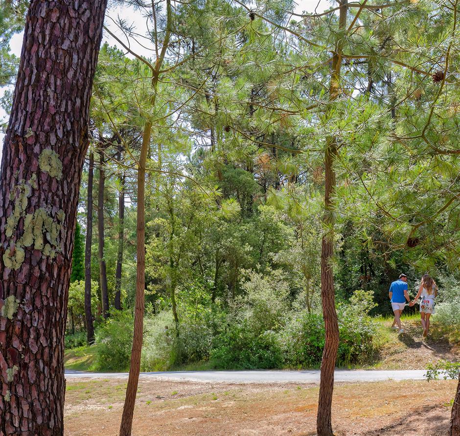 Bos van het Pays de Saint-Jean-de-Monts in de Vendée vlakbij de 3-sterren camping Les Sirènes 