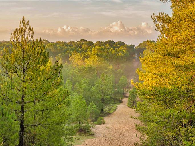 Bos van het Pays de Saint-Jean-de-Monts in de Vendée vlakbij de 3-sterren camping Les Sirènes
