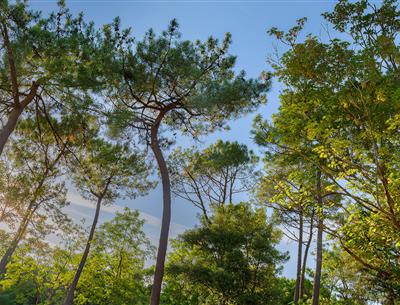 Bos van het Pays de Saint-Jean-de-Monts in de Vendée vlakbij de 3-sterren camping Les Sirènes