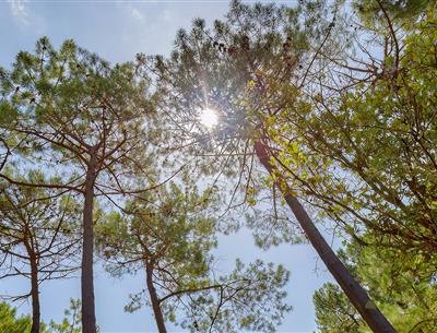 Bos van het Pays de Saint-Jean-de-Monts in de Vendée vlakbij de 3-sterren camping Les Sirènes