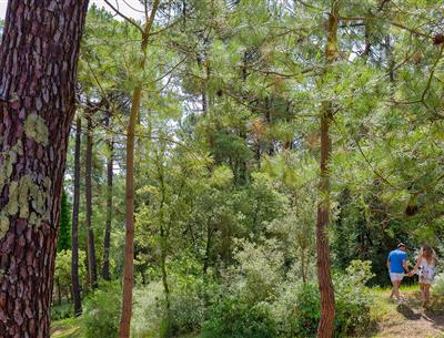 Bos van het Pays de Saint-Jean-de-Monts in de Vendée vlakbij de 3-sterren camping Les Sirènes
